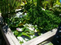 Tadpoles 018.jpg