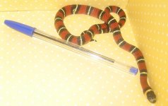 IMG_1358.jpg