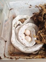 Palmetto Eggs 2014.JPG