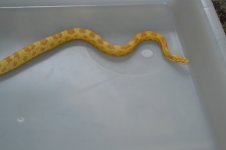 DSC_0094.JPG