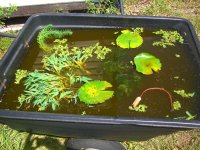 Tadpoles 021.jpg