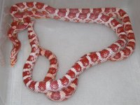 Amel h Cinder Motley (BT87).jpg
