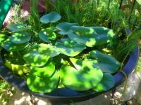 Tadpoles.jpg