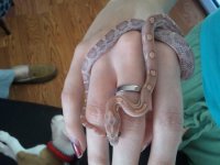 mysnakey1.jpg