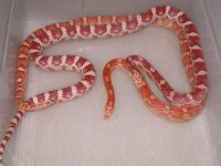 Amel h Cinder Motley X Amel Motley ph Cinder (BT148).jpg