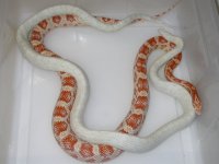 Buttermint X Amel h Caramel Cinder (DP86).JPG