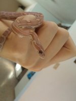 Snake-eye.jpg
