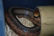 DSC_0156.jpg