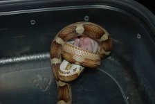 DSC_0144.jpg
