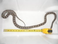 pepper1.jpg