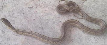 garter3.JPG