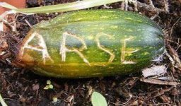 arse.jpg