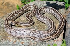 AneryTess-10-3-2015.jpg