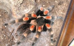 B smithi.jpg