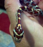 ImageUploadedByTapatalk1410654014.885228.jpg ImageUploadedByTapatalk1410654014.885228.jpg