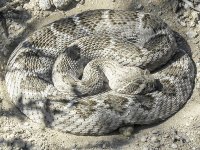 Rattlesnake.jpg