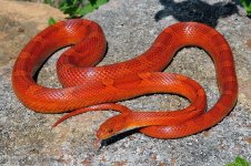 BigSamXBanshee-10-3-2015.jpg