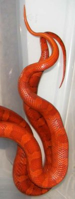 2012rclavaVINNI 002w.jpg