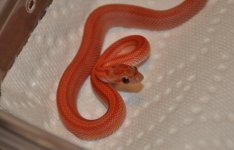 DSC_7092.JPG