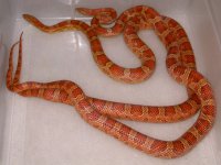 Normals h Topaz Bloodred (ER169).jpg