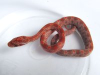15-30-1M.JPG