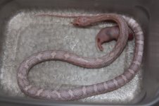 hypo lavender M.jpg