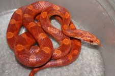 ultramel bloodred.jpg