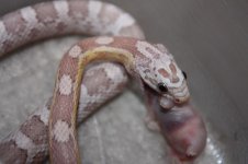 ultramel anery M2.jpg