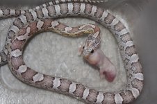 ultramel anery #1 f1.jpg