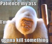 gorilla.jpg