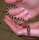 New Snake.jpg