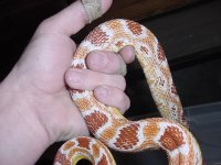 5539amelcorn007.jpg