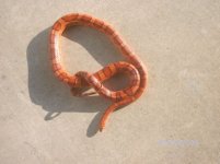 resized snake pic2.JPG