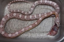 ultramel anery M.jpg