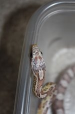 ultramel anery #1 F.jpg