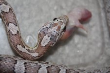 ultramel anery #1 f11.jpg