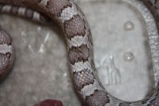 ultramel anery f2.jpg