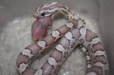 ultramel anery f22.jpg