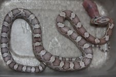 ultramel anery f222.jpg