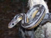 Seraphina Jan '12 - close up - 3.jpg