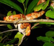 wild corn everglades.jpg