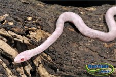 CornSnakeBlizzardJuvenile.jpg