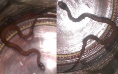 snake2.jpg