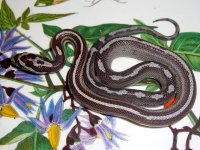 Zora Baby B-2.jpg