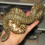WC gravid brooksi female.jpg