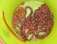 bucket juvie corns rats.jpg
