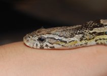 DSC_0035.JPG DSC_0035.JPG