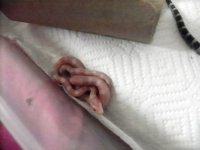 baby3outofegg.JPG