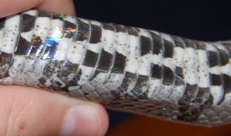 DSC_0036.JPG DSC_0036.JPG