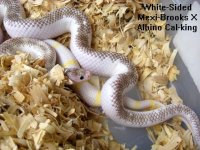 white-sided mb x cal.jpg